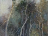 bush