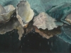 oyster shells 1
