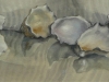 oyster shells 2